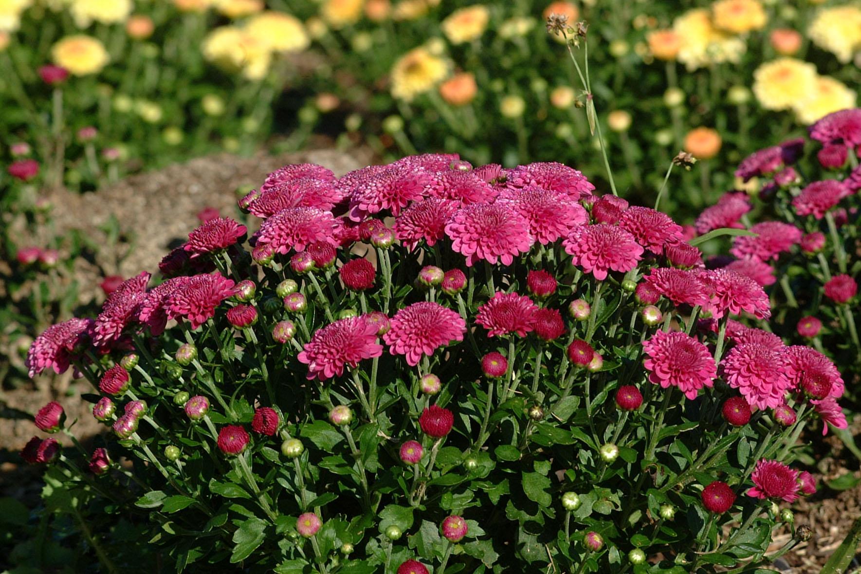 Garden Mums.jpg thumbnail